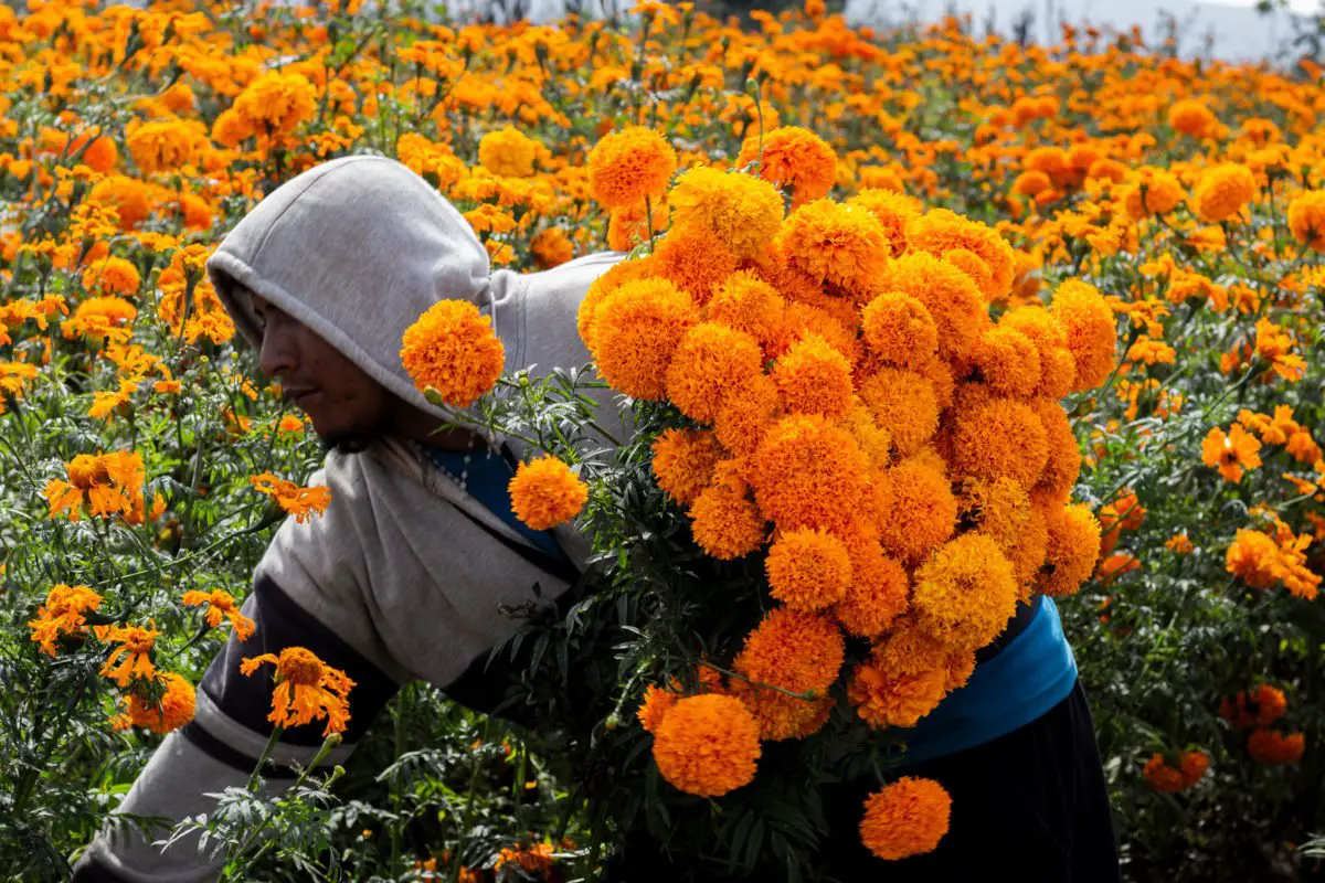 Puebla is the national leader in Cempasúchil (Marygold Flower) production -  Puebla Post
