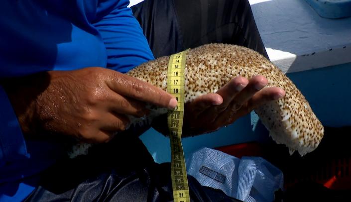 sea cucumber poaching