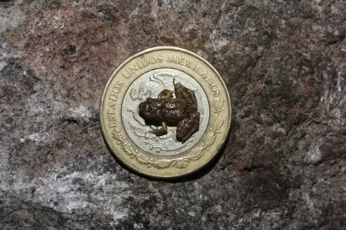 frog on coin