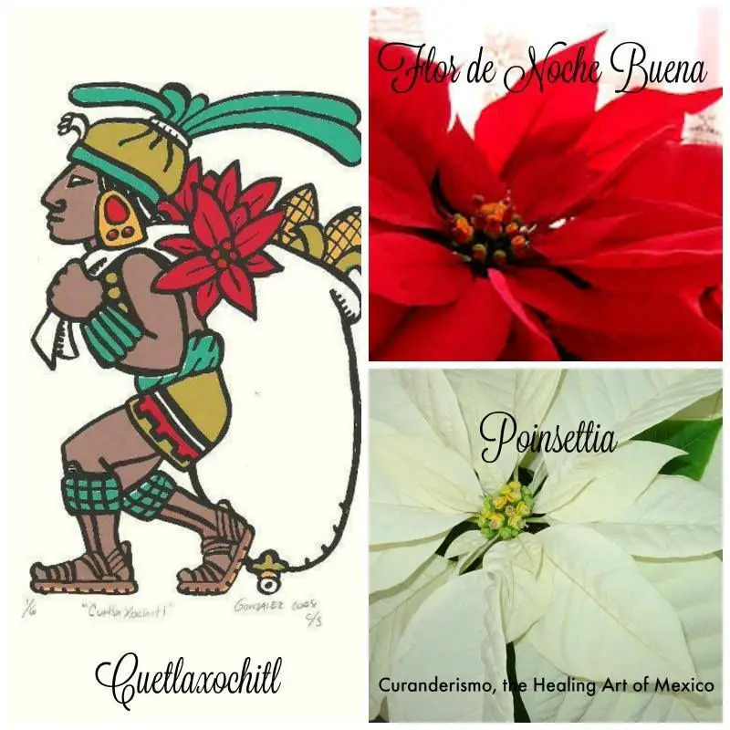 How a flower from Mexico became a symbol of Christmas - Mexico Daily Post