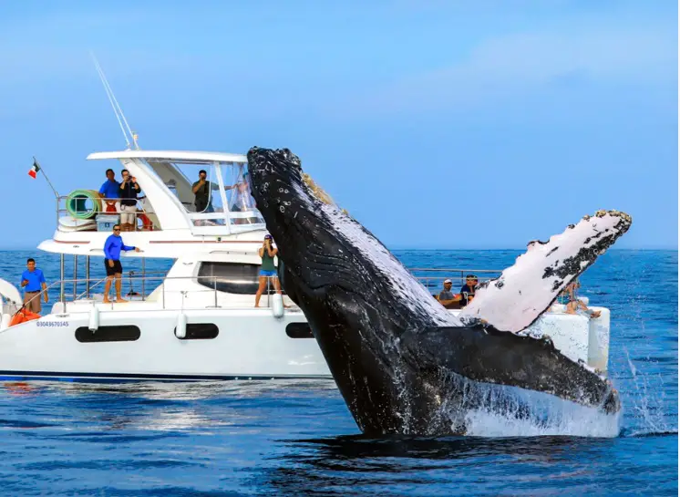 Whale Watching Season 20242025 kicks off in Baja