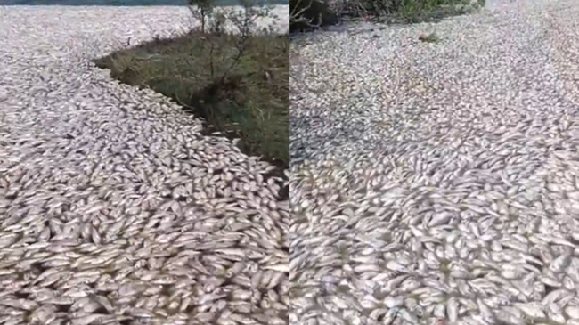 Veracruz: Thousands of dead fish were discovered floating in the Pánuco ...