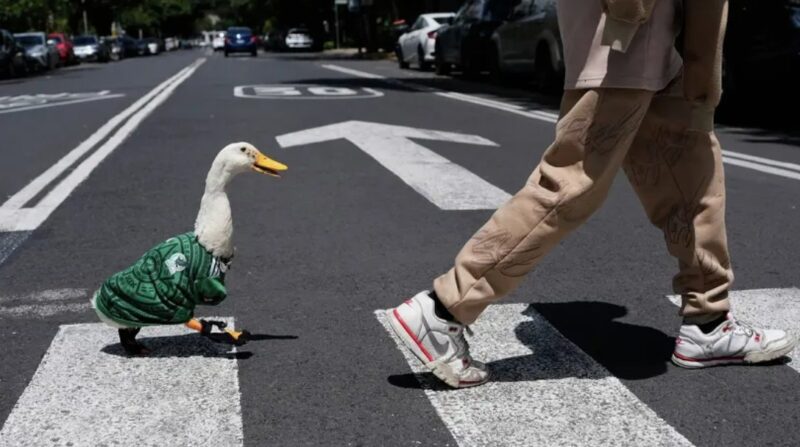Merlin captures the spotlight as the breakout star and unofficial mascot of the FIFA World Cup