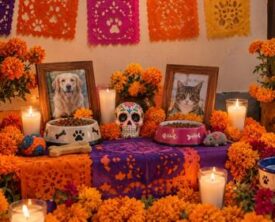 Mexico Daily Post